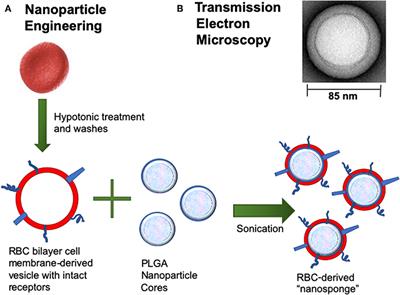 Erythrocyte-Coated Nanoparticles Block Cytotoxic Effects of Group B Streptococcus β-Hemolysin/Cytolysin